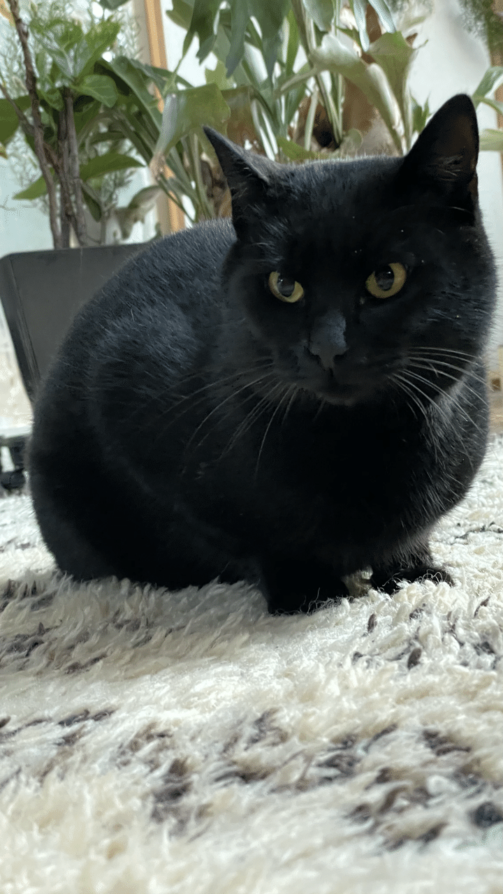 豆太に逢いたい うちによくくる黒猫の名前 こないだ朝私を見かけたら豆太の葉っぱのベットから走って来たんだよ 可愛い じやないか 元気してるかな パパからご飯もらってるかな Fatimarroko Note 豆太に逢いたい うちによくくる黒猫の名前 こないだ朝私を見かけたら豆太の葉っぱのベットから走って来たんだよ 可愛い じやないか 元気してるかな パパからご飯もらってるかな Fatimarroko Note