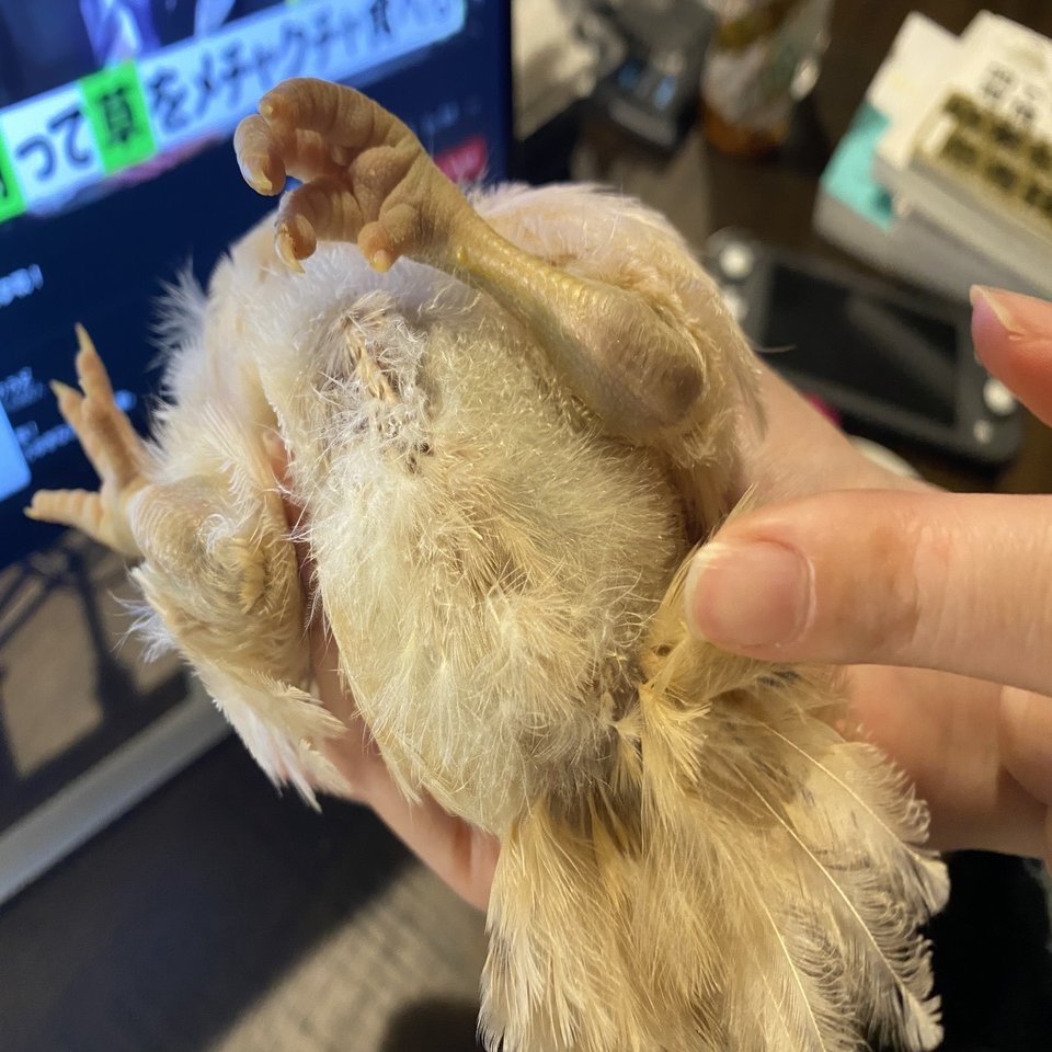 ひよこの成長が著しい | Whimsical Discovery #149｜Noriaki Kawanishi