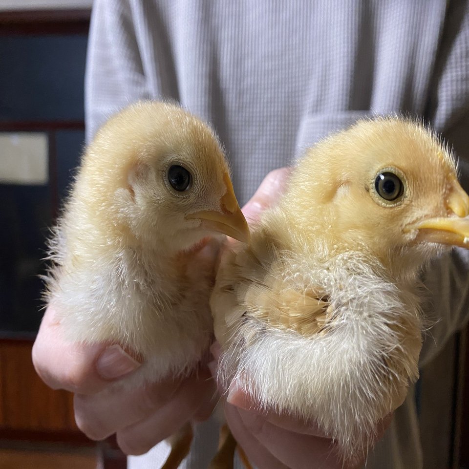 ひよこの成長が著しい | Whimsical Discovery #149｜Noriaki Kawanishi