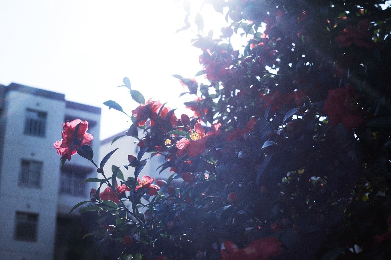 ゴーストとフレアがあれば何か凄そうな写真に見えなくもない Kiyokari43 Note ゴーストとフレアがあれば何か凄そうな写真に見えなくもない Kiyokari43 Note