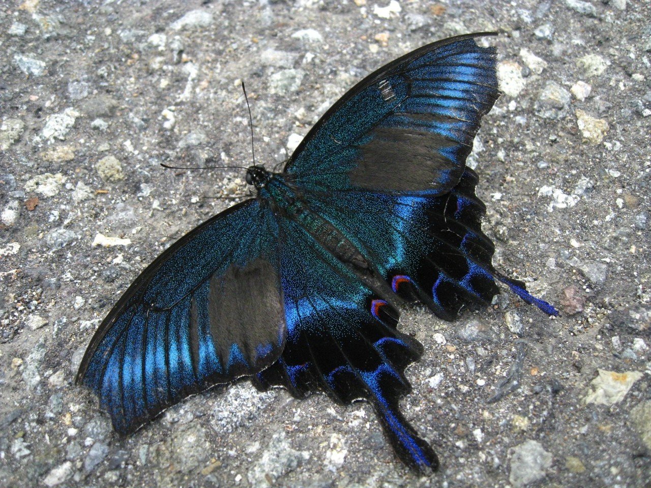 黒い 蝶々 スピリチュアル