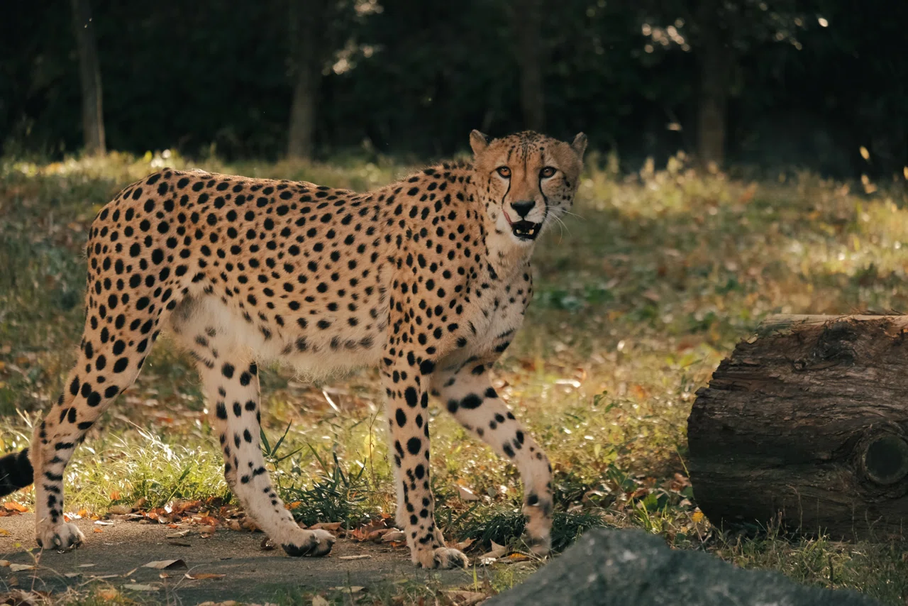 053 東京 ネコ科好きに贈る 多摩動物公園の歩き方 旅するフォトマガジン Mとw Note
