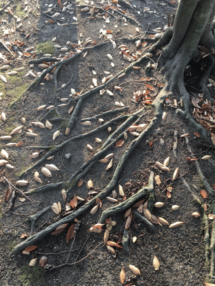 枝の周りに葉を散りばめるような、幼い頃の木の描き方そのままに見えた根