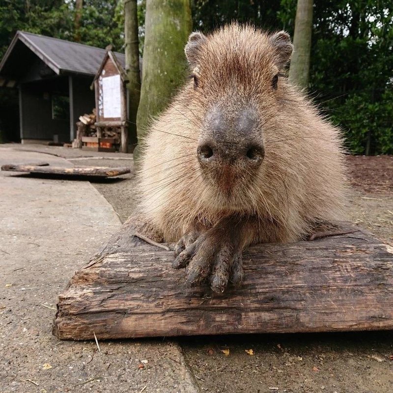 Tiktok Liveで カピバラお風呂対決live 長崎バイオパーク 伊豆シャボテン動物公園 11 29開催 Tiktok Japan 公式 ティックトック Note