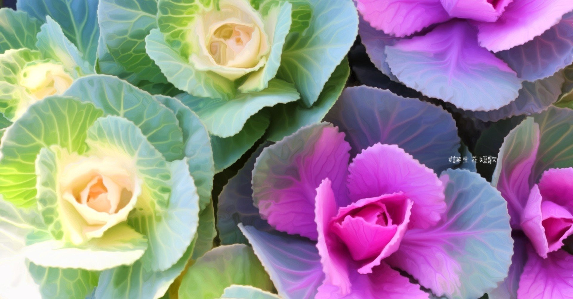 11月27日 誕生花は葉牡丹 誕生花短歌 御子柴 流歌 Note 11月27日 誕生花は葉牡丹 誕生花短歌 御子柴 流歌 Note