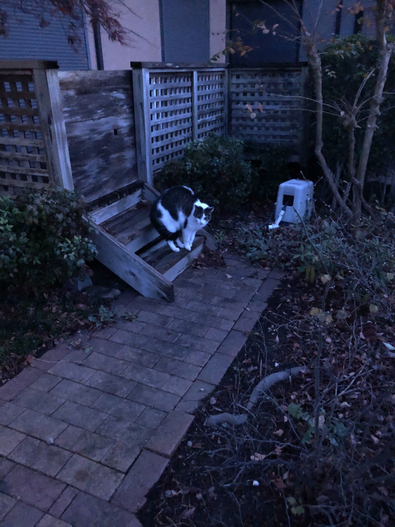 Wanted 可愛い顔して 容赦ない猫パンチ 泣 ジョン Note