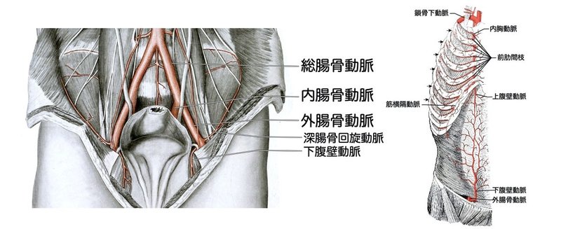 【徹底的国試対策】2-8 循環器系 - 下肢の脈管.044