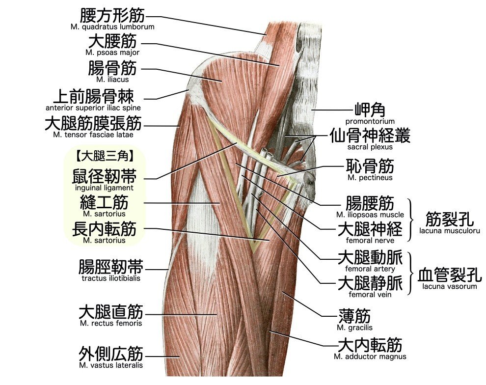 2 8 2 循環器系 下肢の脈管 一問一答 かずひろ先生 黒澤一弘 解剖学 Note 2 8 2 循環器系 下肢の脈管 一問一答 かずひろ先生 黒澤一弘 解剖学 Note