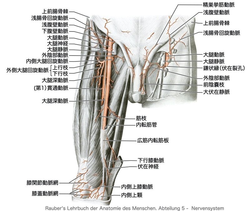 【2-8(2)】循環器系 - 下肢の脈管 一問一答