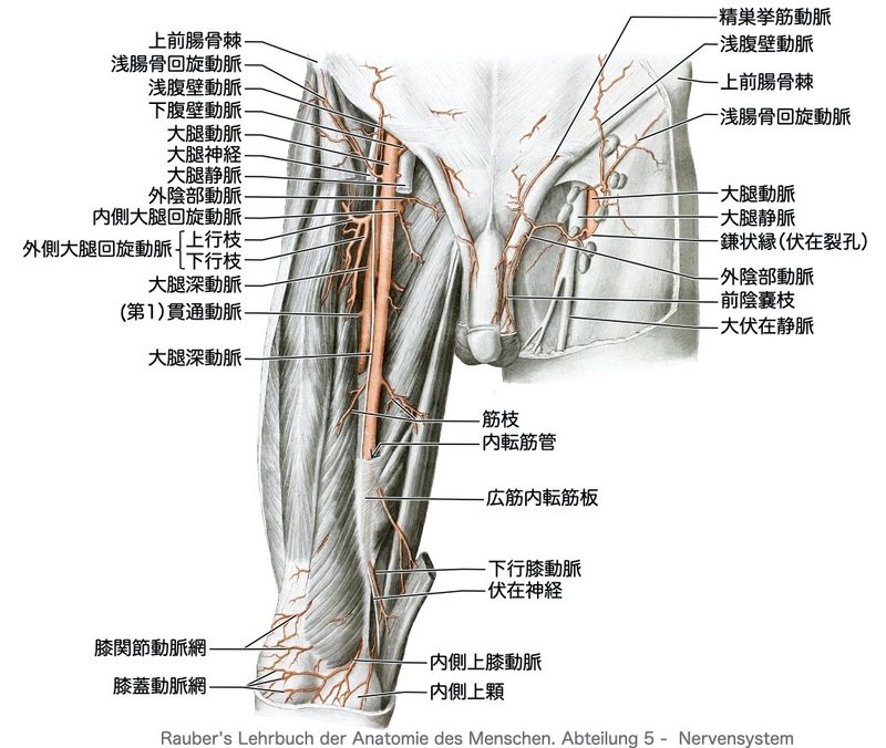 【徹底的国試対策】2-8 循環器系 - 下肢の脈管.052