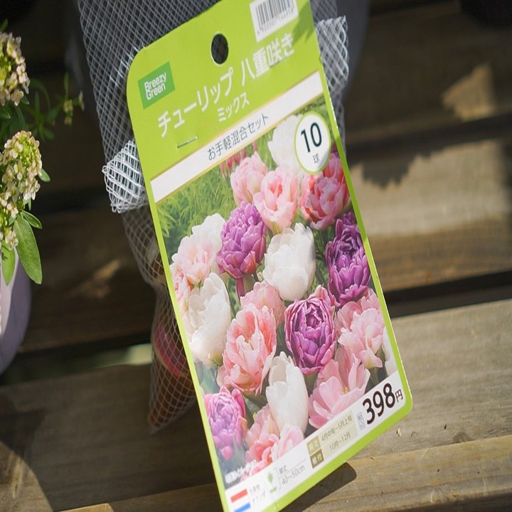 チューリップの花束植えに挑戦したよ うつ畑 Note
