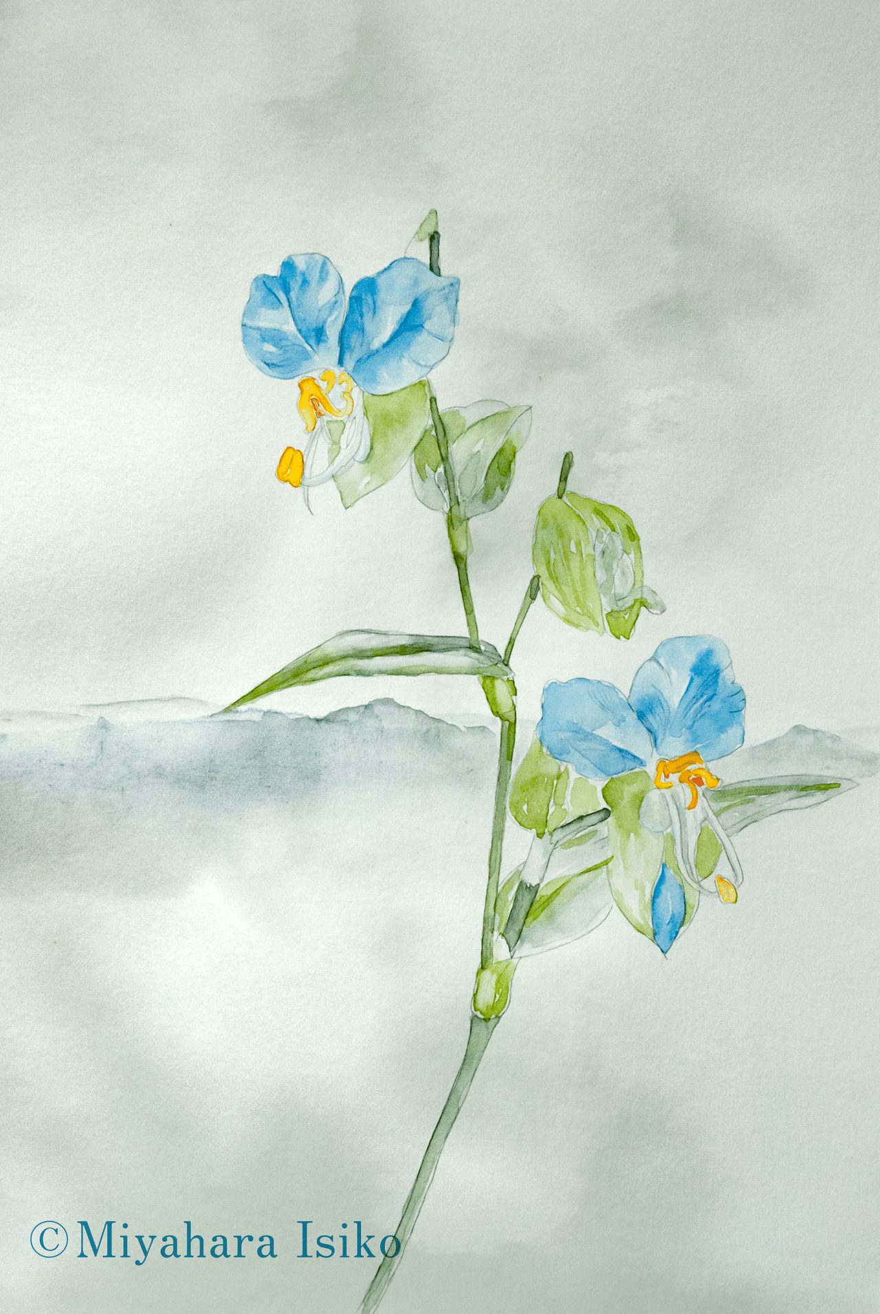 露草を描く 水彩イラスト Miyaharaisiko Note 露草を描く 水彩イラスト Miyaharaisiko Note