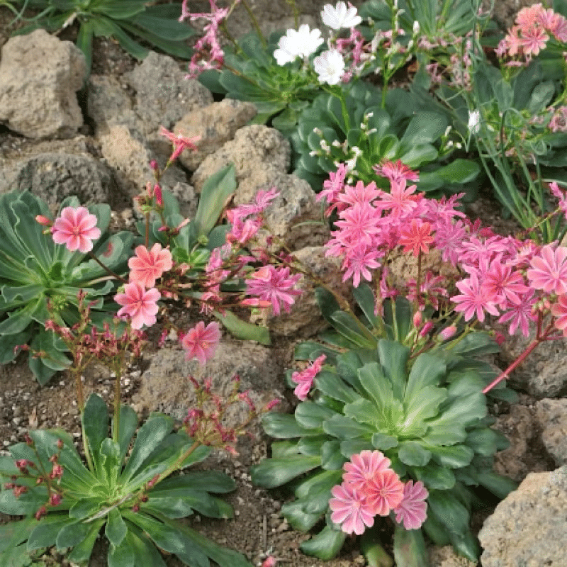 知ってるようで知らない 根の働きとは 四季創庭苑 日本一 人を大切にする植木屋 Note