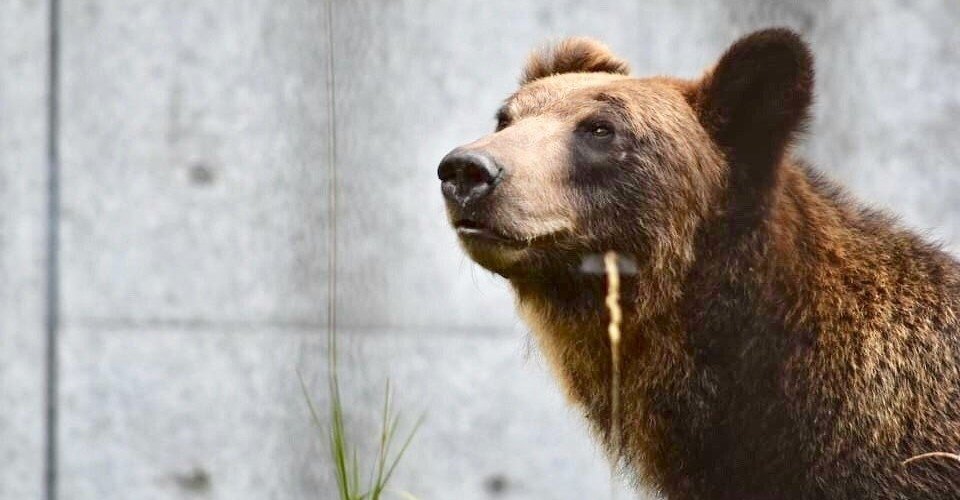 78 生活 エサ不足が原因ではない クマが大量出没する構造的理由 伊藤秀倫 文藝春秋digital