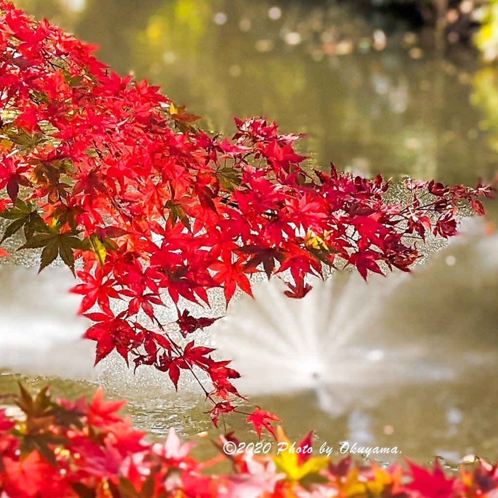 綺麗な紅葉でした 皆さまも 秋を楽しまれますように それにしても Googleのpixel4の写りは素晴らしい スマイルデザイナー 奥山真詩 Note