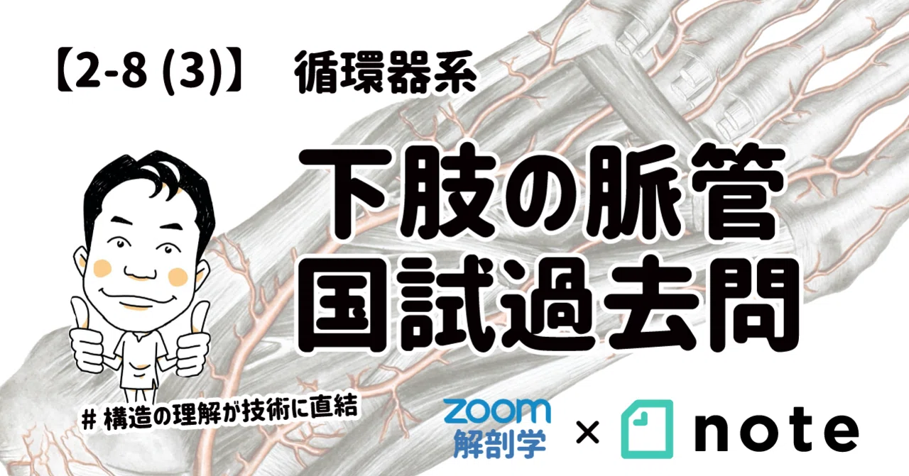 2-8(3)】循環器系 - 下肢の脈管 国試過去問｜かずひろ先生（黒澤一弘