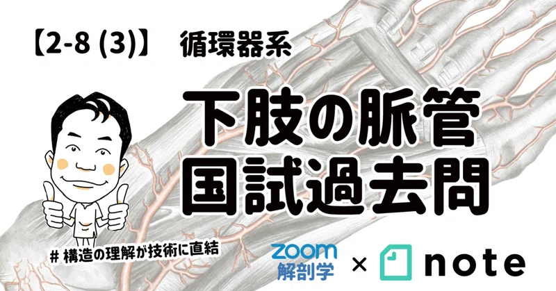 2 8 3 循環器系 下肢の脈管 国試過去問 黒澤一弘 Note