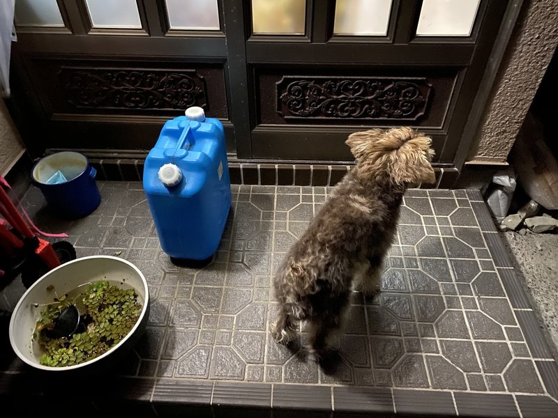 犬と連れション 七尾旅人 Note 犬と連れション 七尾旅人 Note