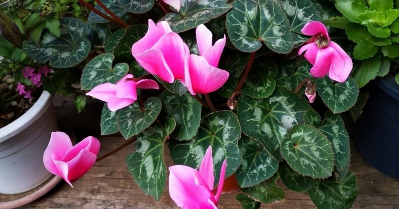 シクラメンのかほり の新着タグ記事一覧 Note つくる つながる とどける