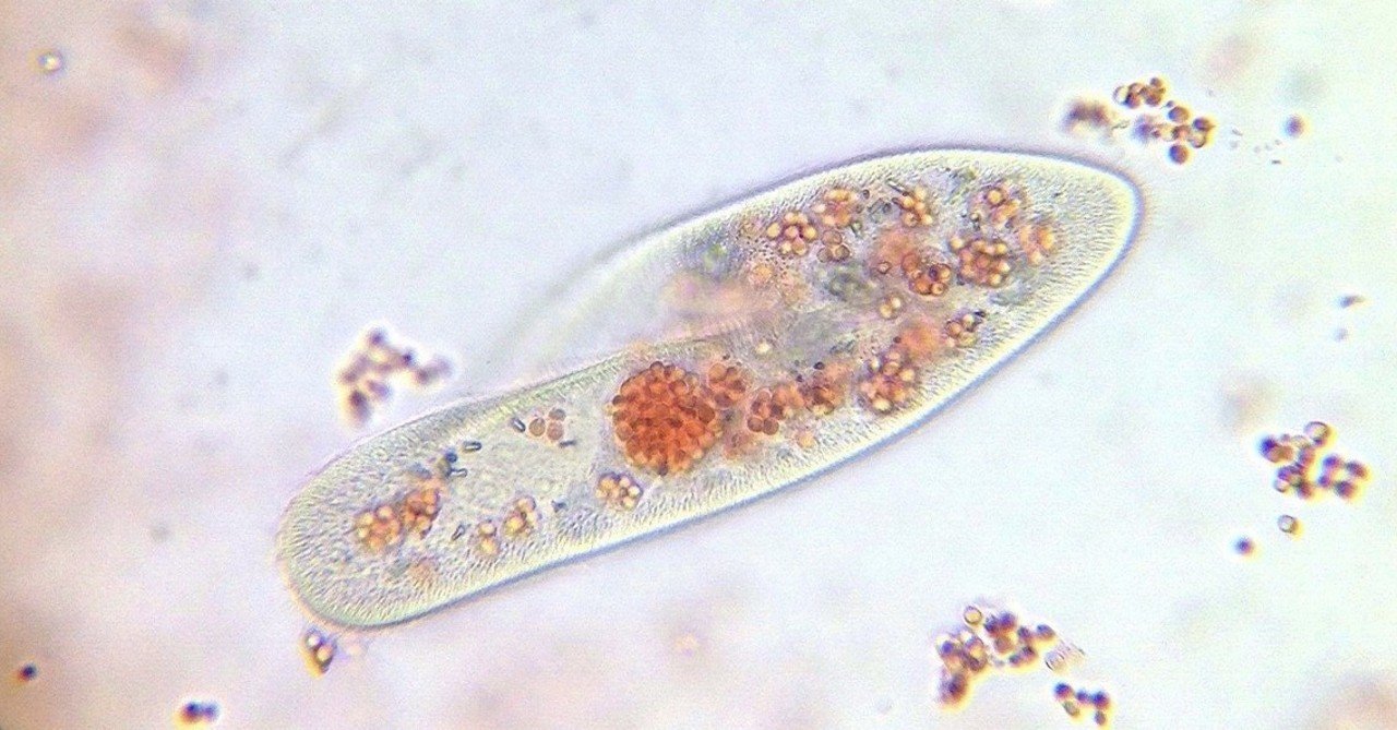 プレデター ゾウリムシ ロウテク生物学 Note プレデター ゾウリムシ ロウテク生物学 Note