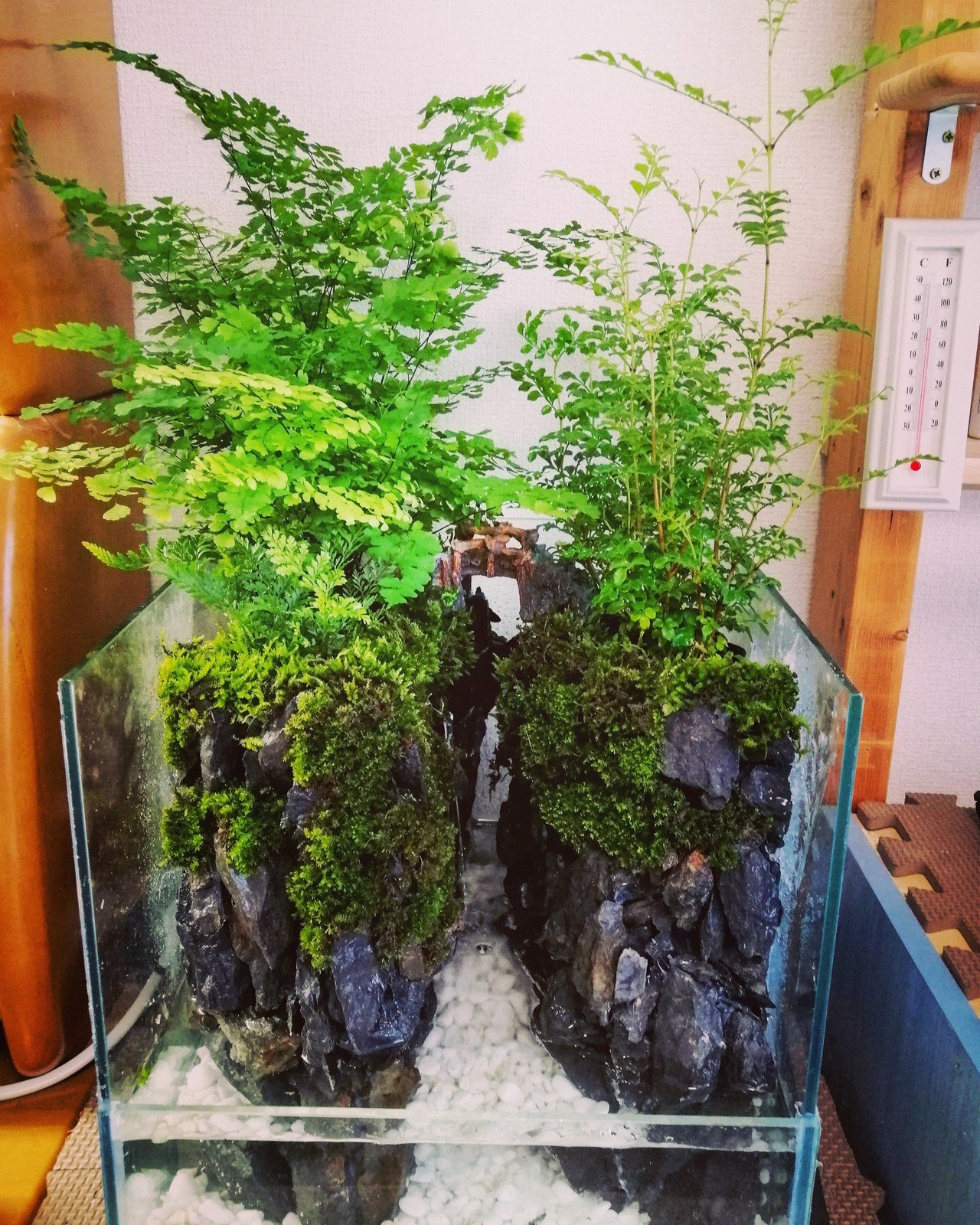 アクアテラリウム 家の中に自然を作りたい Kotatsus Note アクアテラリウム 家の中に自然を作りたい Kotatsus Note