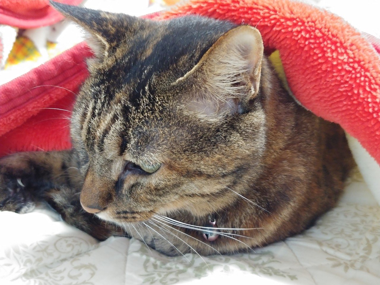 猫の歯石取り どうしてますか ロミー Note 猫の歯石取り どうしてますか ロミー Note