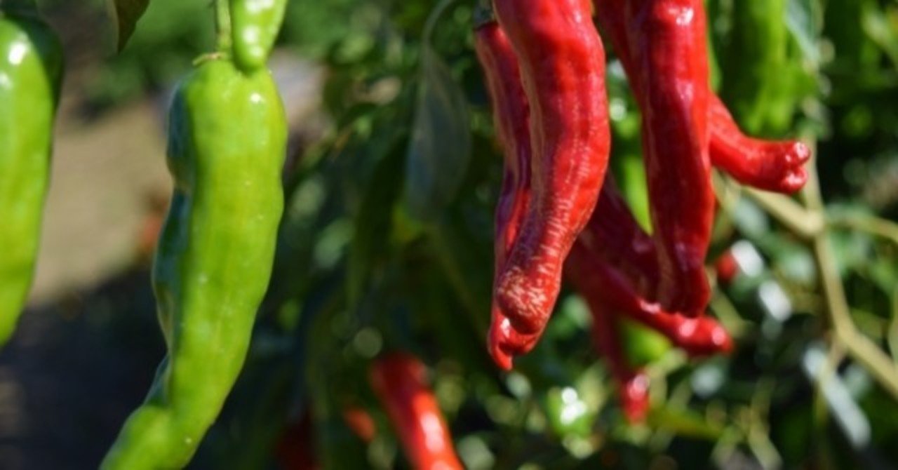 週末投稿 つれづれ有用植物 60 ナス科トウガラシ属 トウガラシ Pingubanana Note