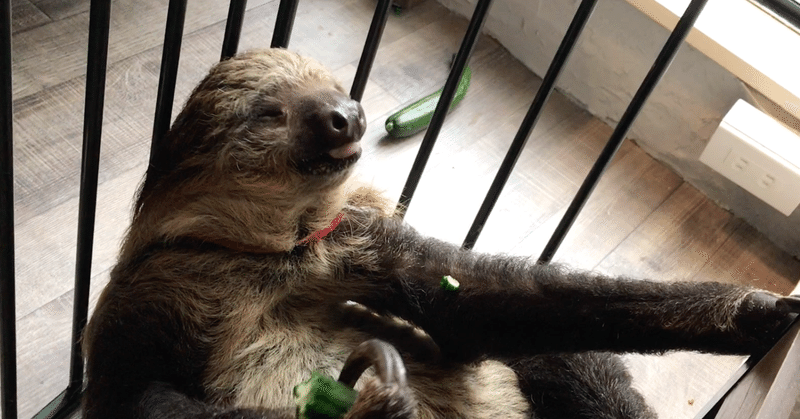 ナマケモノ物語 其の肆 ナマちゃん助け隊結成 max 神アニメ研究家 道楽舎 note