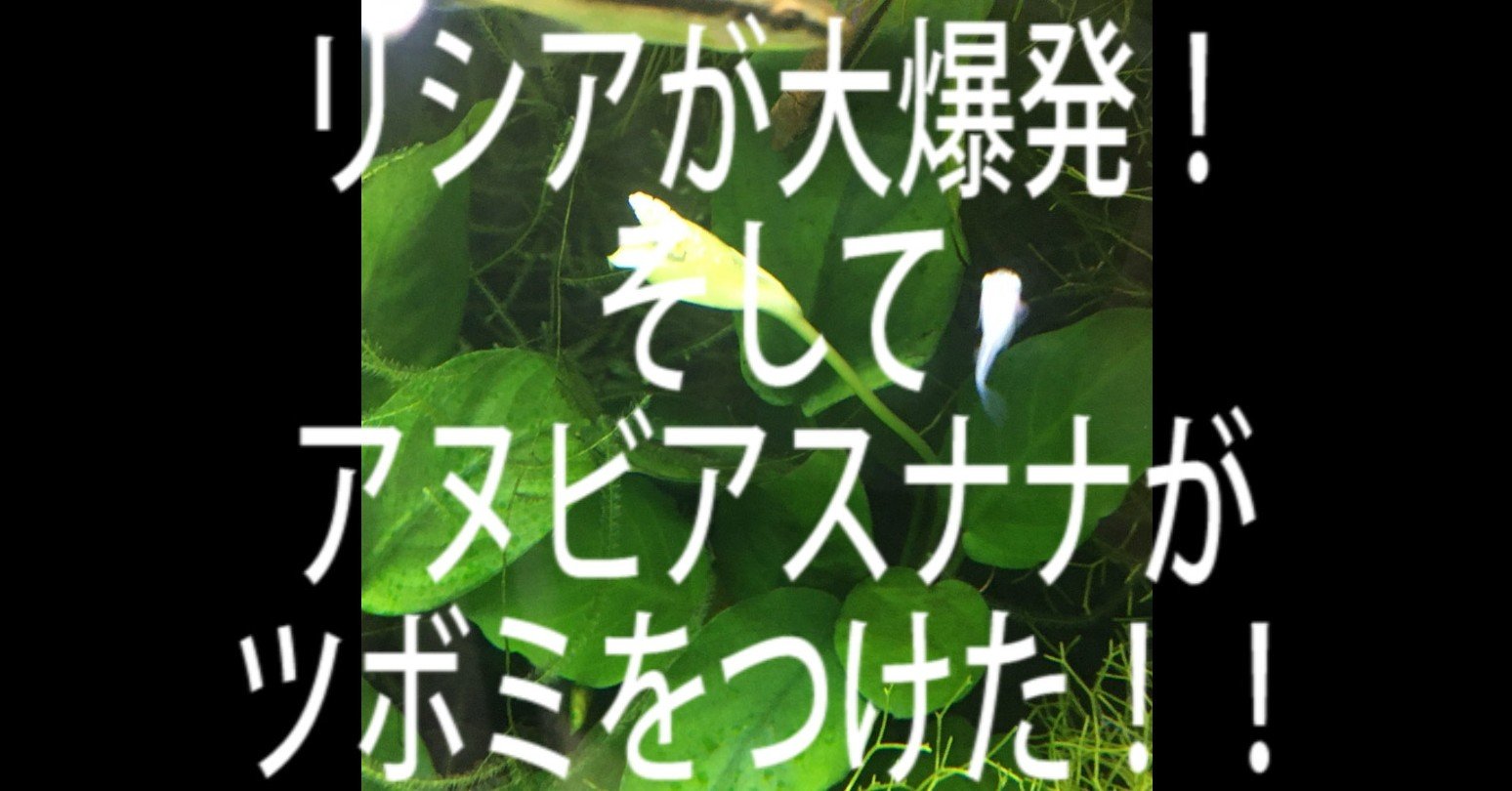 アヌビアスナナがつぼみ 花 をつけた 緑に映える真っ白な水中花です Yasu Note