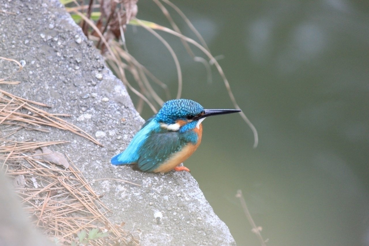 鳥 集 ソロ トイカム Note 鳥 集 ソロ トイカム Note
