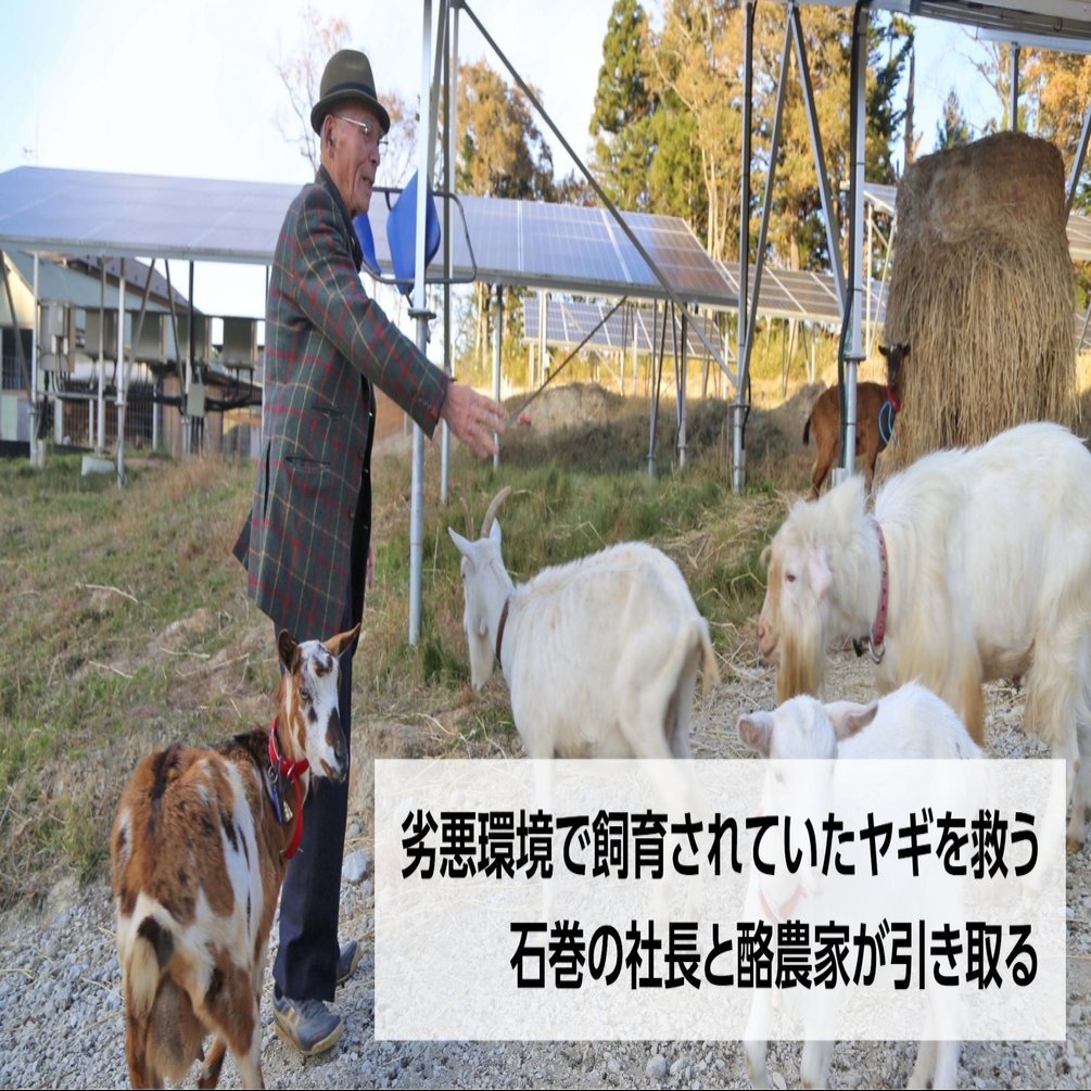 ヤギ40匹引き取り飼育 牡鹿観光 阿部社長ら厚意で 動物愛護法違反逮捕の男から 石巻days 石巻日日新聞社公式 Note