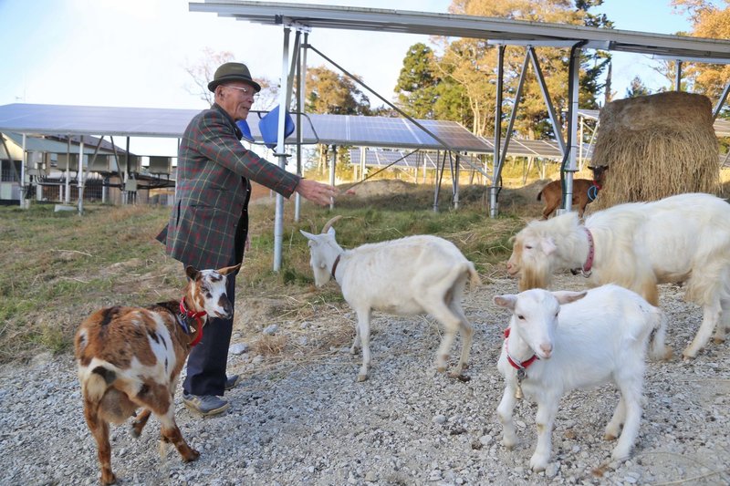 動物愛護法違反逮捕の男からヤギ引き取り飼育　牡鹿観光阿部社長
