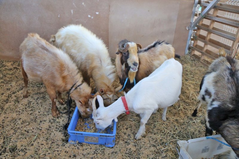 動物愛護法違反逮捕の男からヤギ引き取り飼育　牡鹿観光阿部社長 (29)