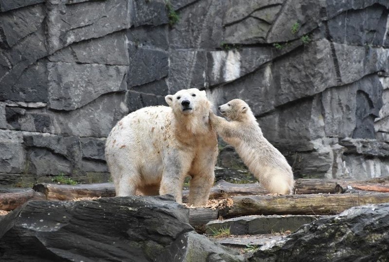 パンダの次はホッキョクグマ 大阪 天王寺動物園で双子が誕生 あっこ 気になる日常 Note パンダの次はホッキョクグマ 大阪 天王寺動物園で双子が誕生 あっこ 気になる日常 Note