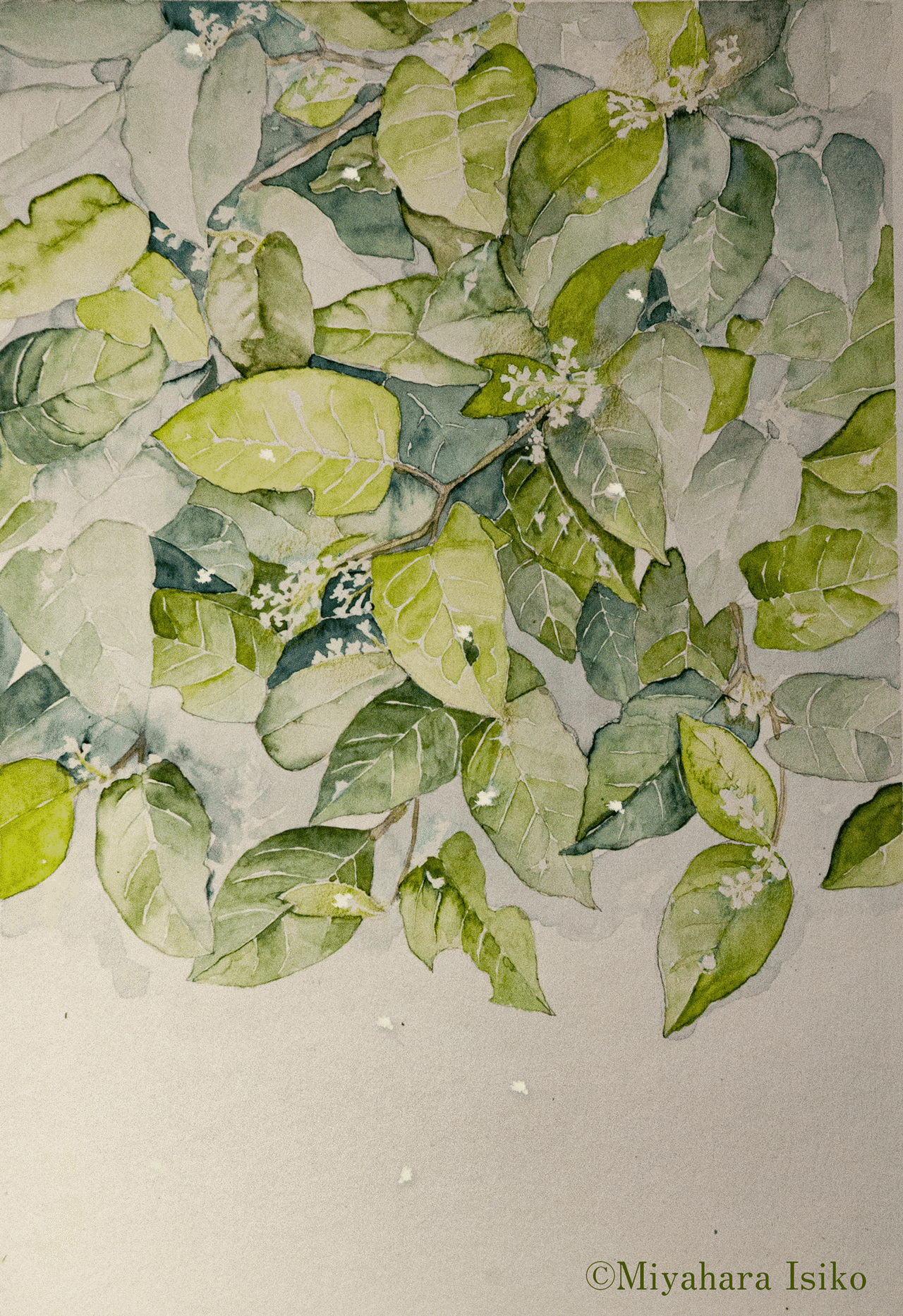 小さな白い花を描く 水彩イラスト Miyaharaisiko Note