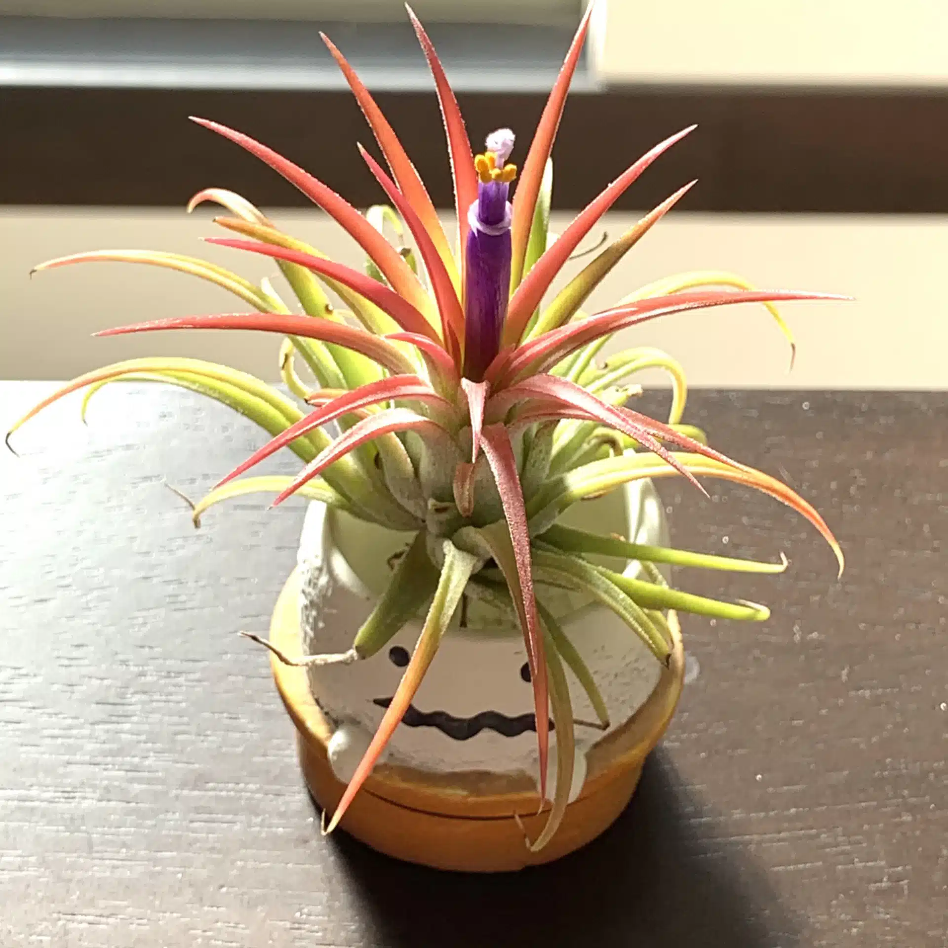 よめしま