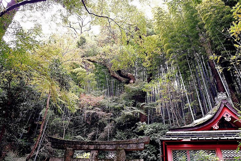 山が、木が、水が、空気が、包み込むようです。お護りいただきありがとうございます。