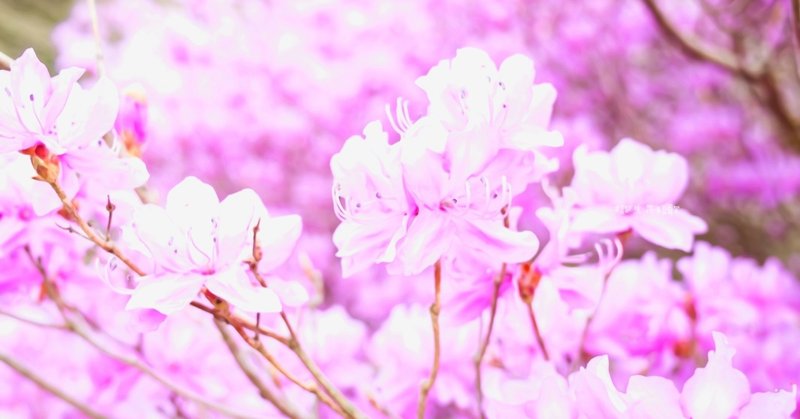 11月28日 誕生花は阿蘭陀躑躅 誕生花短歌 御子柴 流歌 Note