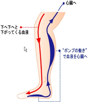 ふくらはぎは絶対に揉んではいけない 意外なその理由と正しいマッサージ方法 らんまる Note