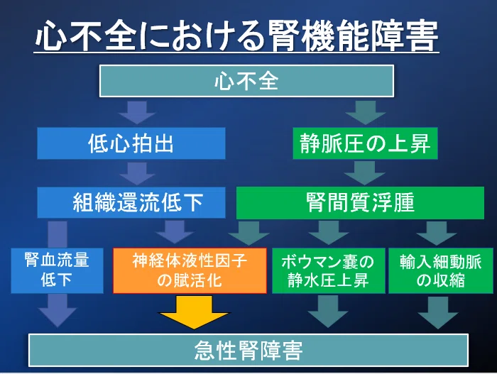 意外に知らない】心不全と腎不全の関係【心腎連関】｜循環器Drぷー