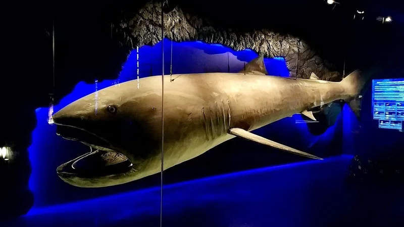 沼津港深海水族館に遊びに行ってきた 𝕄𝕠𝕞𝕠𝕟𝕛𝕚 Note