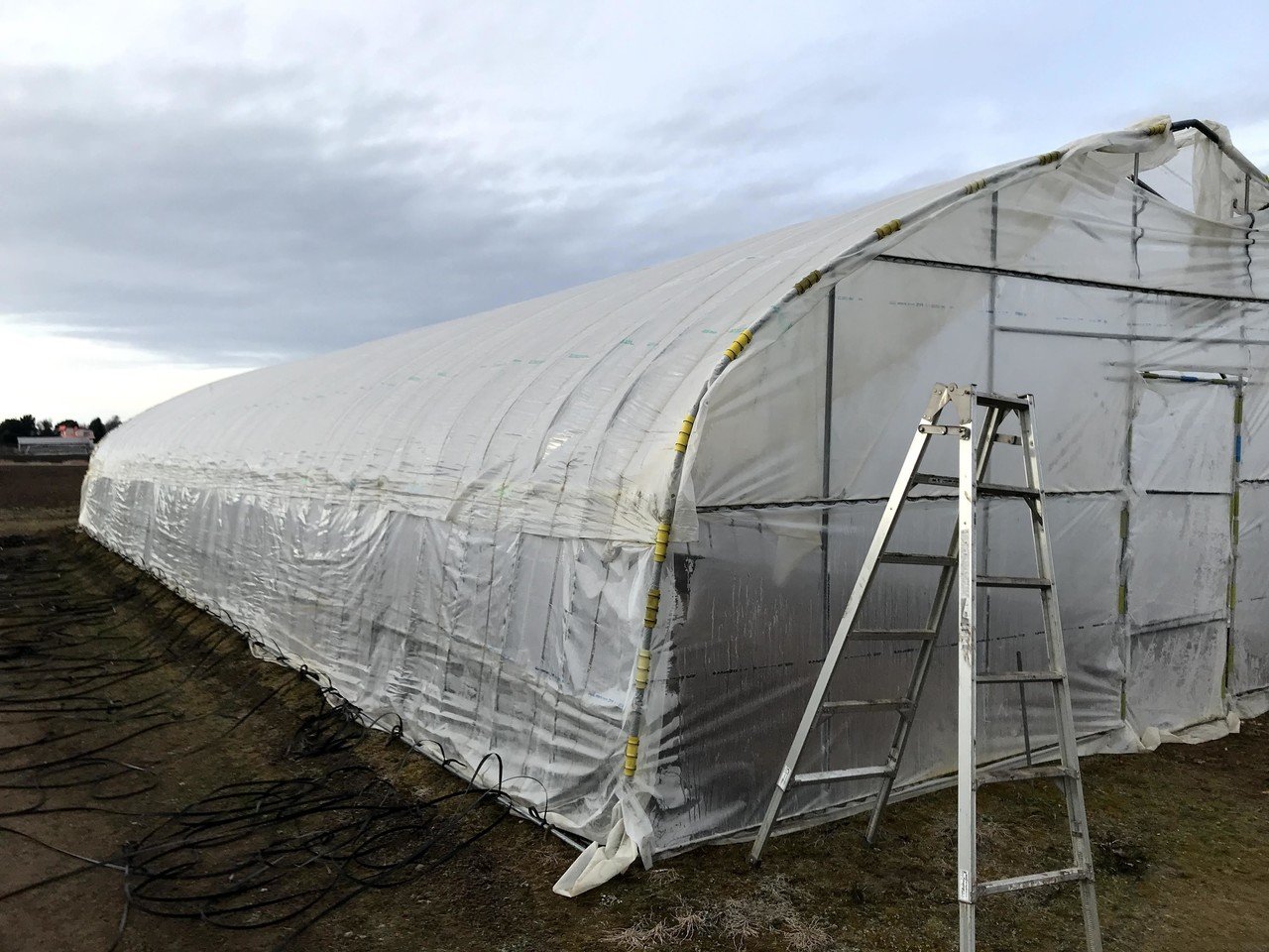 今季の農作業終了、ビニールハウスのビニールを初めて1人で片付ける