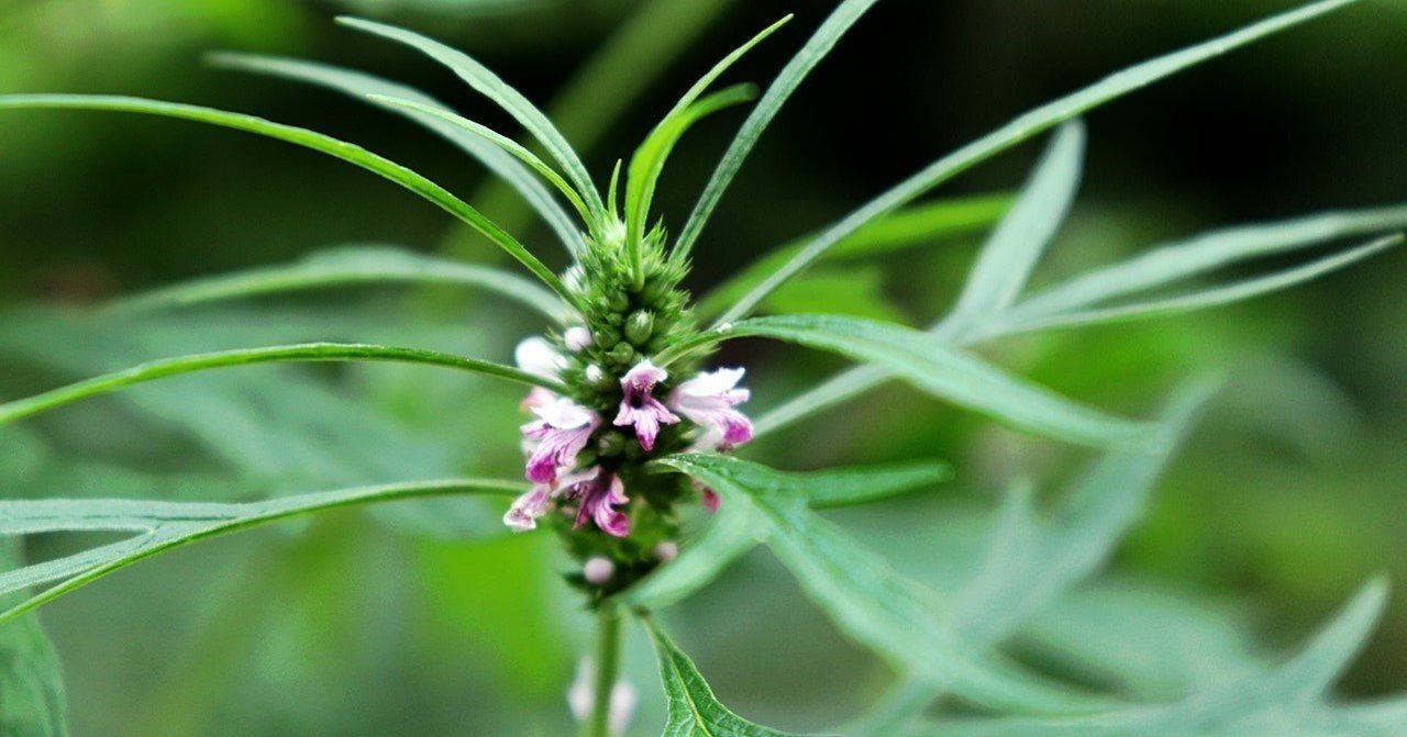 北海道の大麻 黒い薬草屋さん Note