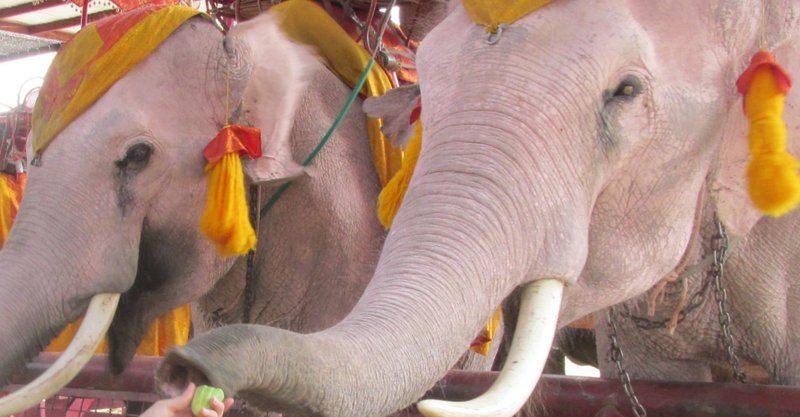 ゾウが空を飛ぶ うずらかご Note