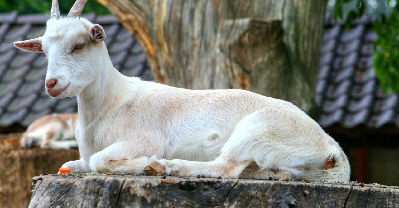 5 びっくりすると 転んで動けなくなってしてしまう 気絶ヤギ 2分で読めて世界の見え方が変わる雑学教養 Note