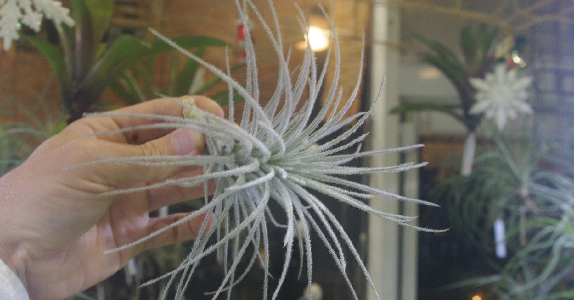 チランジア入荷リスト11/28｜NatureGarden🌿神田