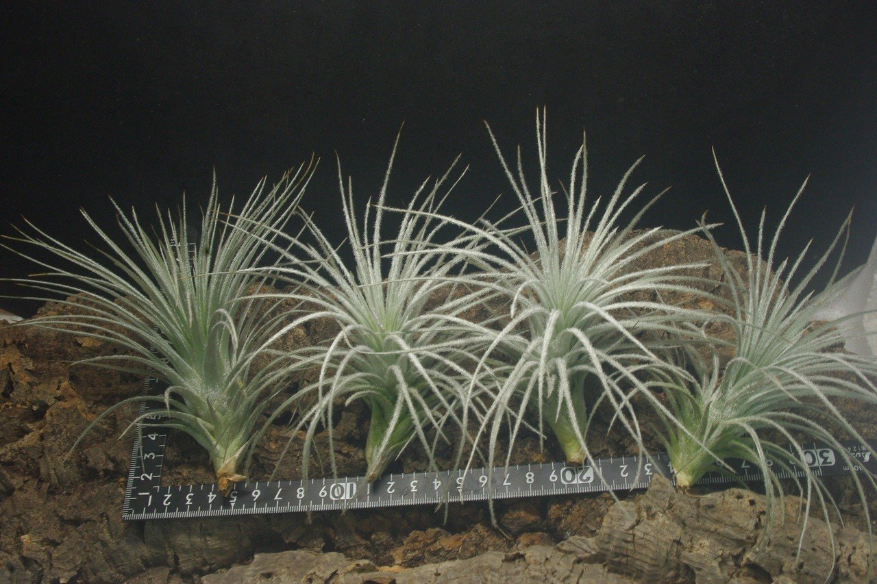 Tillandsia lepidosepala 実生株 欧州産 （Tillandsia