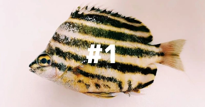 1 黄色と黒のしましまの可愛いやつ とと日誌 Note