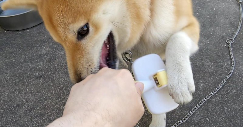 ポチパパさんを目指して やんちゃ犬にブラッシング 犬山翔太 Note ポチパパさんを目指して やんちゃ犬にブラッシング 犬山翔太 Note