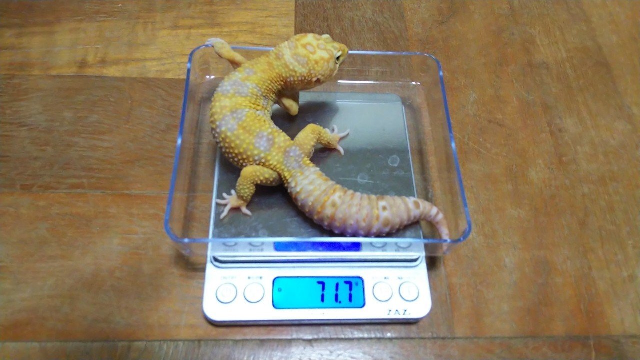 レプタイトルテ シュガーレス 40個目 青嵐透 Note